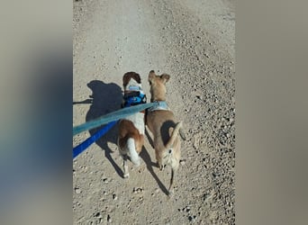 ROCKY- menschenbezogen und behütet war sein Leben, jetzt auf der Suche nach neuer Familie