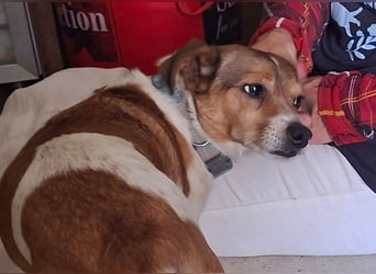 ROCKY- menschenbezogen und behütet war sein Leben, jetzt auf der Suche nach neuer Familie