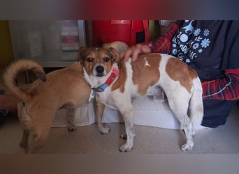 ROCKY- menschenbezogen und behütet war sein Leben, jetzt auf der Suche nach neuer Familie