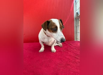 Guszti, Jack-Russel-Mix, Rüde, geb. am 21.07.2018, 26 cm