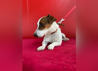 Guszti, Jack-Russel-Mix, Rüde, geb. am 21.07.2018, 26 cm