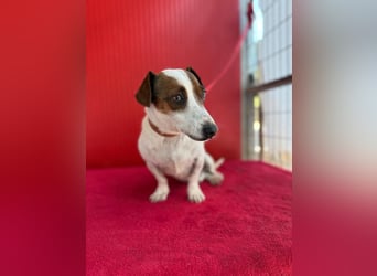 Guszti, Jack-Russel-Mix, Rüde, geb. am 21.07.2018, 26 cm