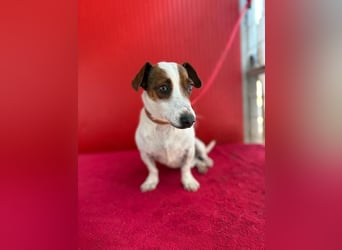 Guszti, Jack-Russel-Mix, Rüde, geb. am 21.07.2018, 26 cm
