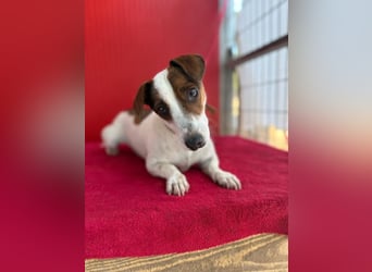 Guszti, Jack-Russel-Mix, Rüde, geb. am 21.07.2018, 26 cm