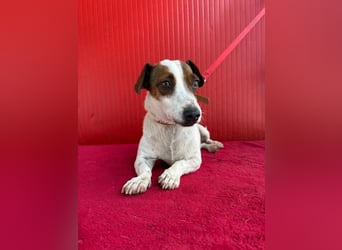 Guszti, Jack-Russel-Mix, Rüde, geb. am 21.07.2018, 26 cm