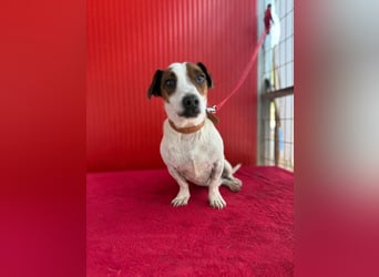 Guszti, Jack-Russel-Mix, Rüde, geb. am 21.07.2018, 26 cm