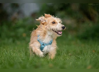 Liebevoller Garik sucht perfektes Zuhause