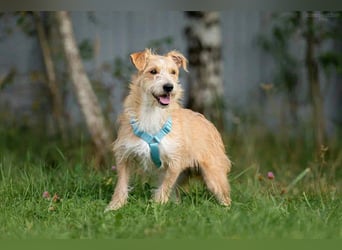 Liebevoller Garik sucht perfektes Zuhause