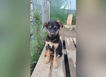 Verspielter Welpe LIAM sucht sein Körbchen!