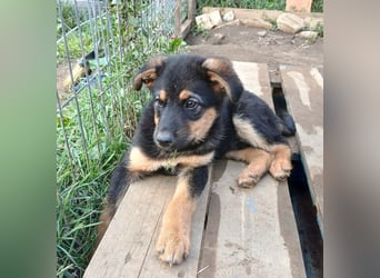 Verspielter Welpe LIAM sucht sein Körbchen!