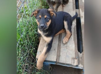 Verspielter Welpe LIAM sucht sein Körbchen!