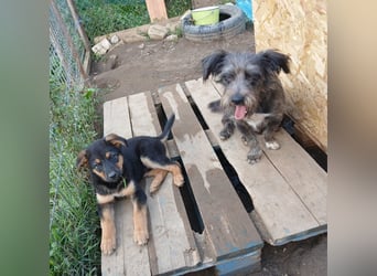 Verspielter Welpe LIAM sucht sein Körbchen!