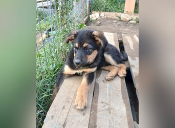 Verspielter Welpe LIAM sucht sein Körbchen!