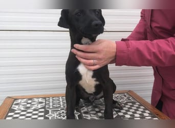 Energiebündel Kakao