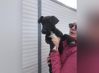 Energiebündel Kakao