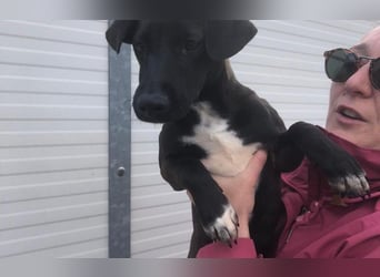 Energiebündel Kakao