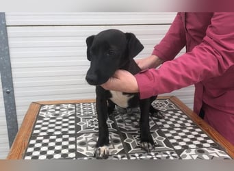 Energiebündel Kakao