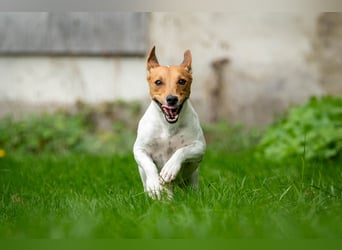 Wollen Sie Fermin kennenlernen?