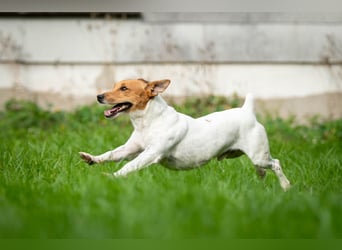 Wollen Sie Fermin kennenlernen?