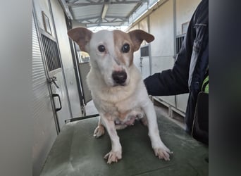 Concetta - klein, ruhig, sehr lieb - sehnt sich nach einem liebevollen Zuhause