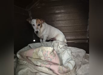 Concetta - klein, ruhig, sehr lieb - sehnt sich nach einem liebevollen Zuhause