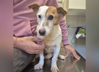 Concetta - klein, ruhig, sehr lieb - sehnt sich nach einem liebevollen Zuhause