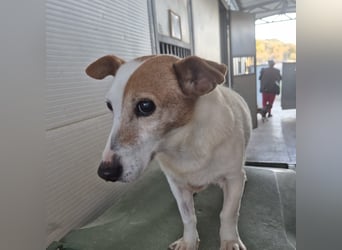 Concetta - klein, ruhig, sehr lieb - sehnt sich nach einem liebevollen Zuhause