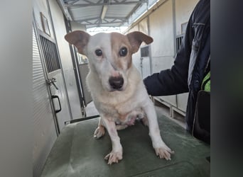 Concetta - klein, ruhig, sehr lieb - sehnt sich nach einem liebevollen Zuhause