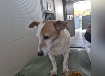 Concetta - klein, ruhig, sehr lieb - sehnt sich nach einem liebevollen Zuhause