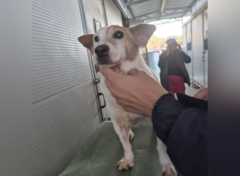 Concetta - klein, ruhig, sehr lieb - sehnt sich nach einem liebevollen Zuhause