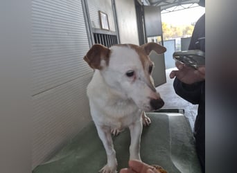 Concetta - klein, ruhig, sehr lieb - sehnt sich nach einem liebevollen Zuhause