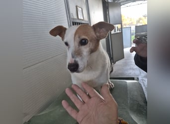 Concetta - klein, ruhig, sehr lieb - sehnt sich nach einem liebevollen Zuhause