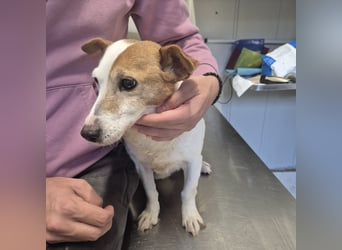 Concetta - klein, ruhig, sehr lieb - sehnt sich nach einem liebevollen Zuhause