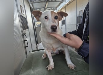 Concetta - klein, ruhig, sehr lieb - sehnt sich nach einem liebevollen Zuhause