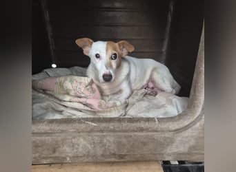 Concetta - klein, ruhig, sehr lieb - sehnt sich nach einem liebevollen Zuhause