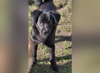 XENA ca. 5 mon. kleinbleibendes Mischlingsmädchen sucht ein Zuhause