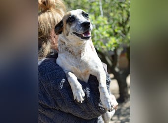 PILLI ca. 1,5 J. JRT-Dackelmixhündin, Familienhund, kinderlieb