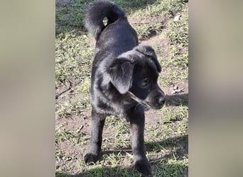 XENA ca. 5 mon. kleinbleibendes Mischlingsmädchen sucht ein Zuhause