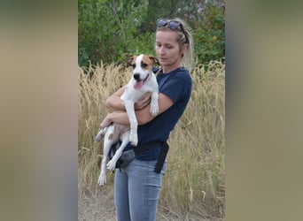 Daphne – ein Wirbelwind mit Jack-Russell-Vibes sucht aktive Menschen