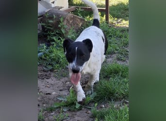 PORTOS ca. 8 mon. JRT-Teenager sucht  sportl., aktive Familie