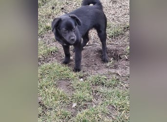 XENA ca. 5 mon. kleinbleibendes Mischlingsmädchen sucht ein Zuhause