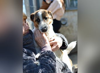 PILLI ca. 1,5 J. JRT-Dackelmixhündin, Familienhund, kinderlieb