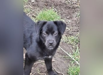 XENA ca. 5 mon. kleinbleibendes Mischlingsmädchen sucht ein Zuhause