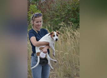 Daphne – ein Wirbelwind mit Jack-Russell-Vibes sucht aktive Menschen