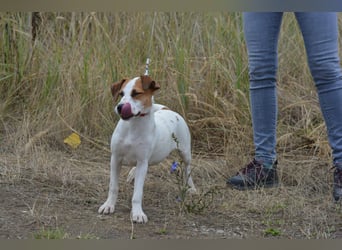 Daphne – ein Wirbelwind mit Jack-Russell-Vibes sucht aktive Menschen