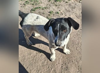 PORTOS ca. 8 mon. JRT-Teenager sucht  sportl., aktive Familie