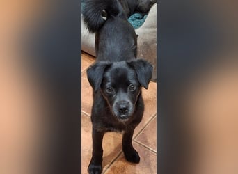 XENA ca. 5 mon. kleinbleibendes Mischlingsmädchen sucht ein Zuhause