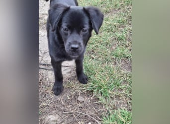 XENA ca. 5 mon. kleinbleibendes Mischlingsmädchen sucht ein Zuhause