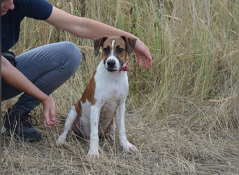Scooby – ein Energiebündel sucht aktive Menschen