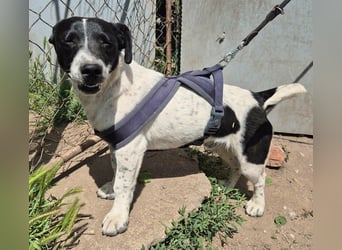 PORTOS ca. 8 mon. JRT-Teenager sucht  sportl., aktive Familie